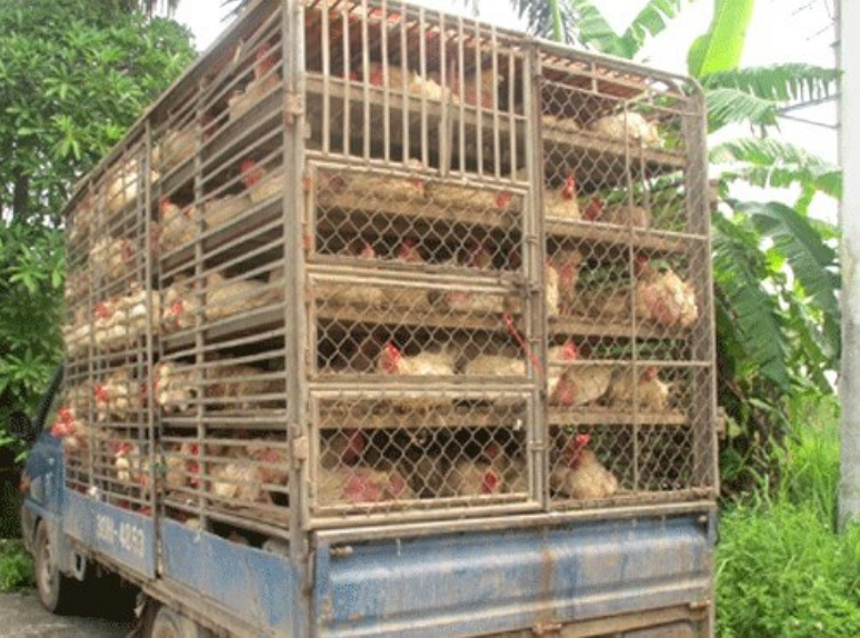 Ngăn chặn, xử lý nghiêm các trường hợp vận chuyển trái phép gia cầm vào Việt Nam