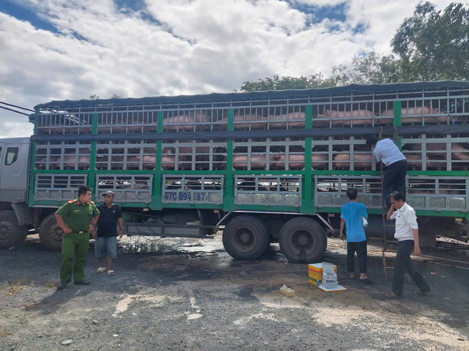 Triệt phá các đường dây nhập lậu, giết mổ lợn nhiễm bệnh dịp cận Tết