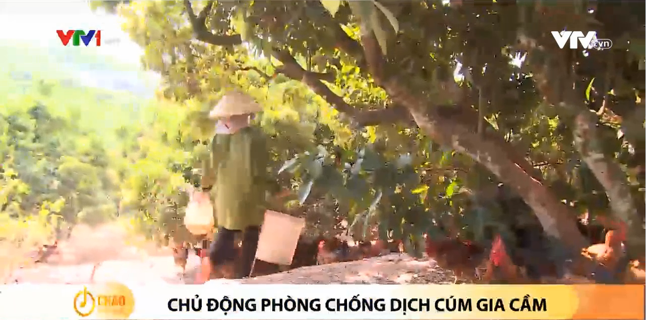 Chủ động phòng chống dịch Cúm gia cầm - Chào buổi sáng 21.10.2022