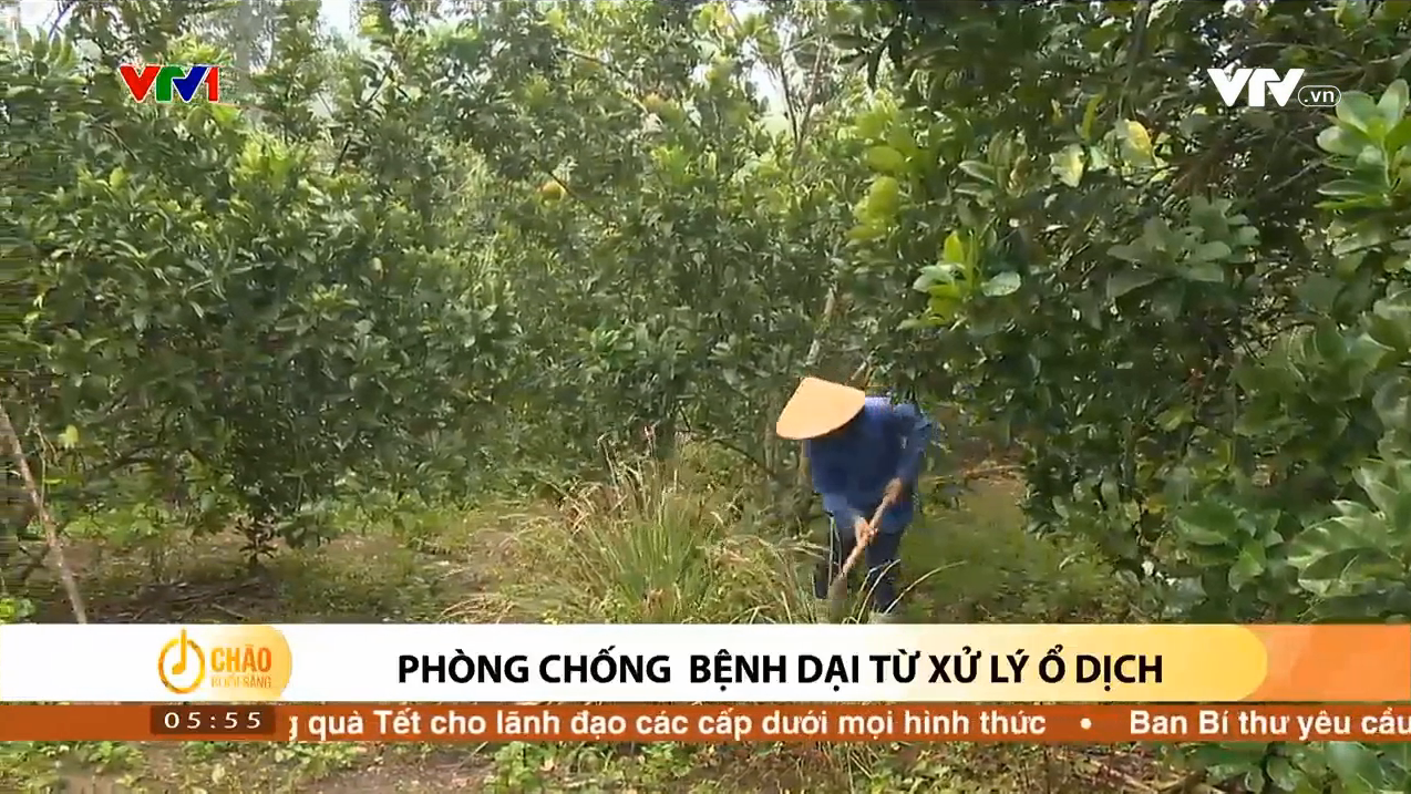 PHÒNG CHỐNG BỆNH DẠI TỪ XỬ LÝ Ổ DỊCH